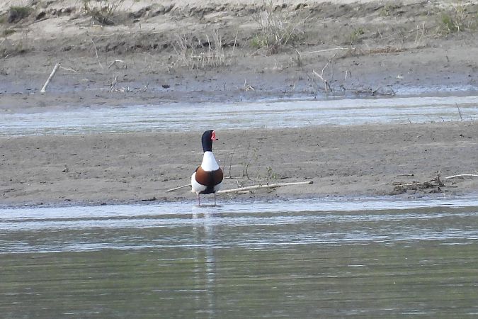 Tadorne de Belon  - Justyna Krawczyk