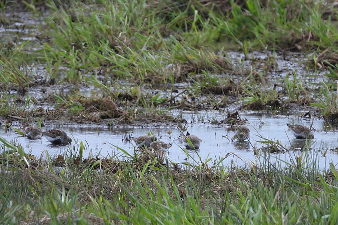 biegus zmienny  - Justyna Krawczyk
