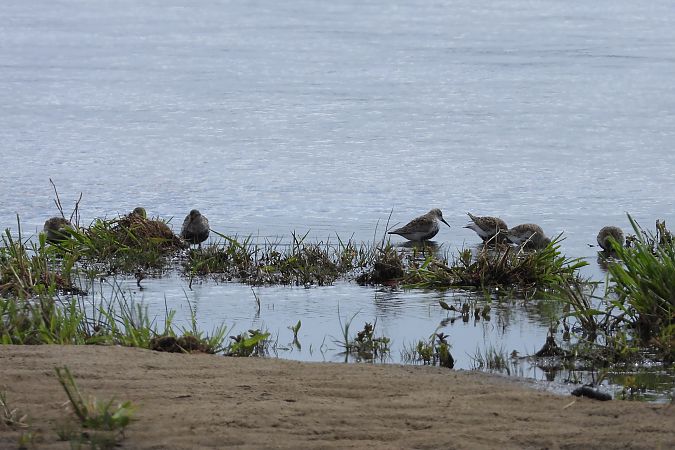 Alpenstrandläufer  - Justyna Krawczyk