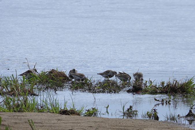 Alpenstrandläufer  - Justyna Krawczyk