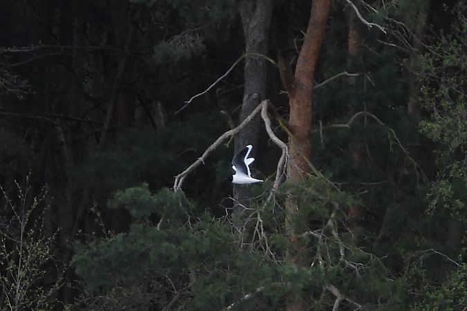 Little Gull  - Justyna Krawczyk