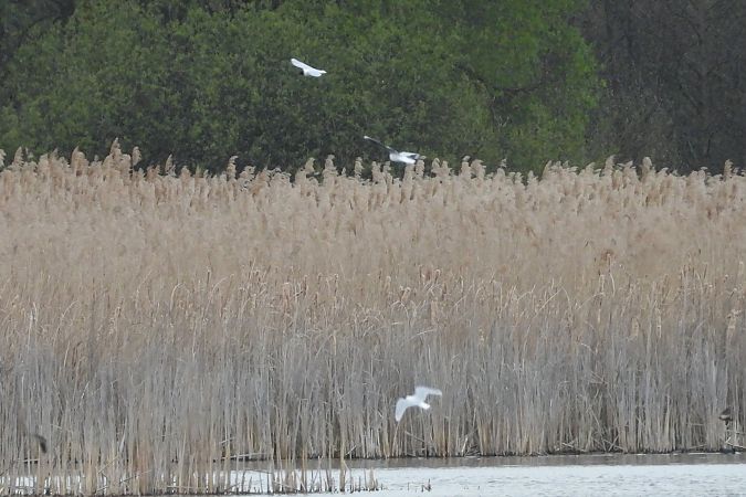 Mouette pygmée  - Justyna Krawczyk