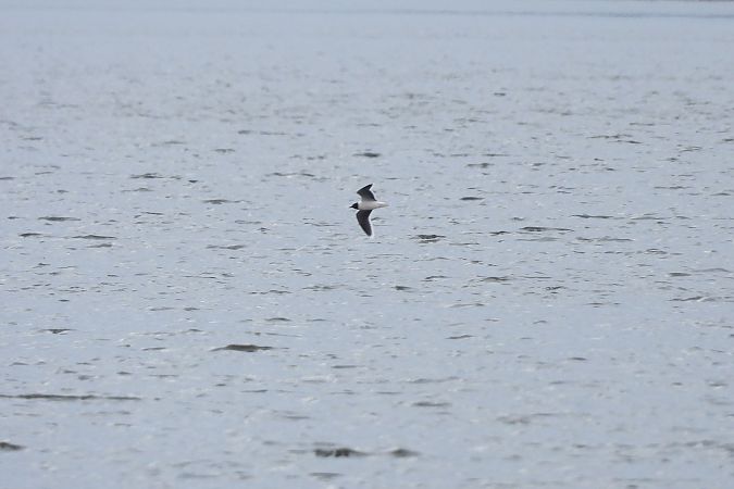 Mouette pygmée  - Justyna Krawczyk
