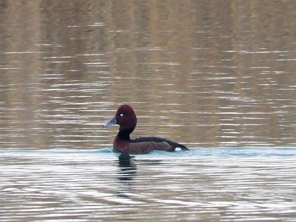 podgorzałka  - Wiesław Żądło