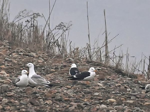 Heringsmöwe (ssp. fuscus)  - Wiesław Żądło
