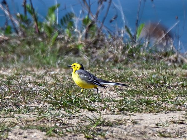 pliszka cytrynowa  - Wiesław Żądło