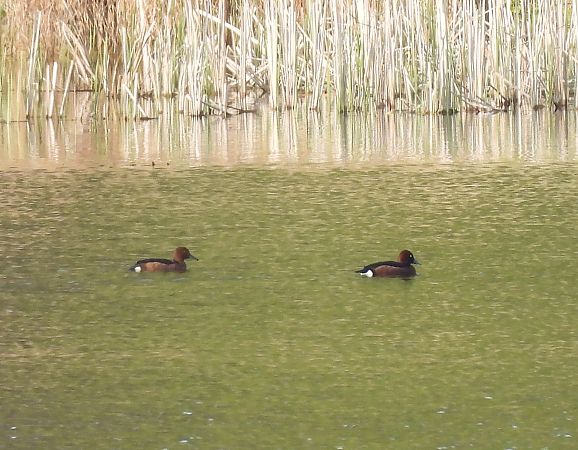 Moorente  - Ewa Bentkowska