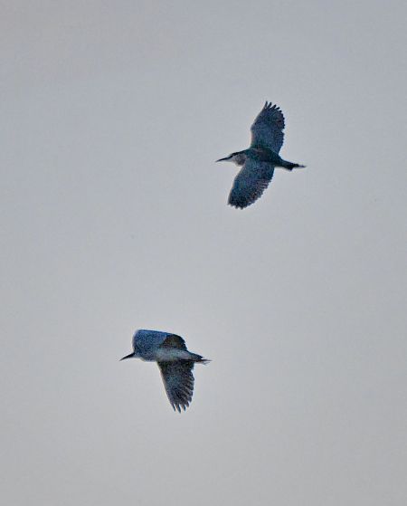 ślepowron  - Janusz Gajdas