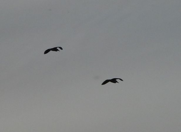 ślepowron  - Janusz Gajdas