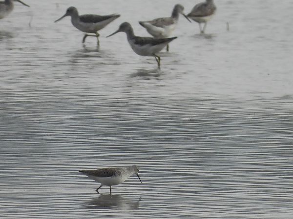 Teichwasserläufer  - Anna Kryśkowiak
