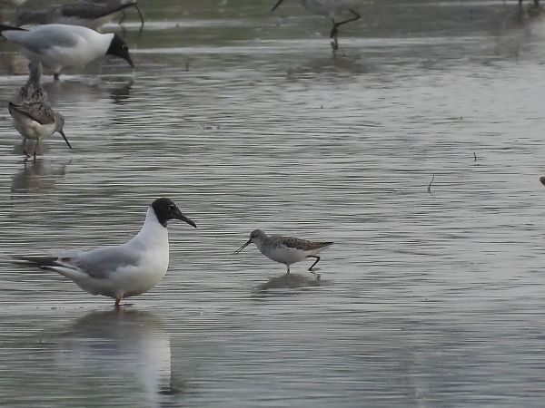 Teichwasserläufer  - Anna Kryśkowiak