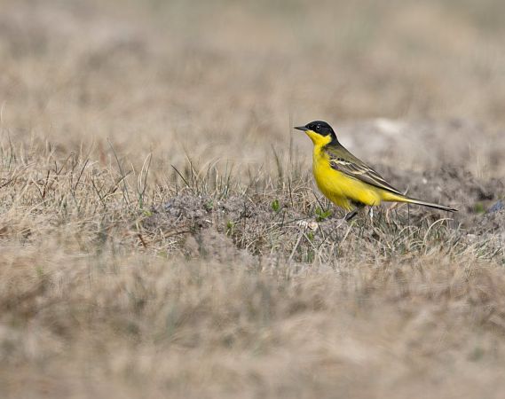 pliszka żółta (czarnogłowa, ssp. feldegg)  - Cyryl Boryczko