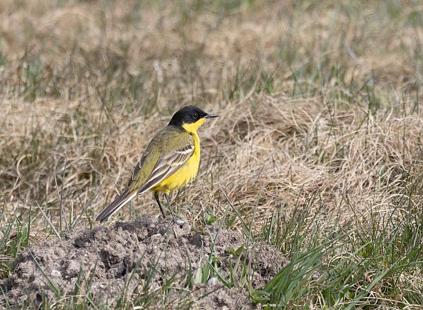 pliszka żółta (czarnogłowa, ssp. feldegg)  - Cyryl Boryczko