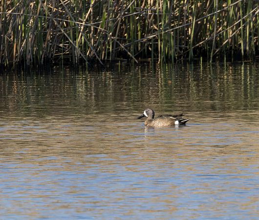 cyranka modroskrzydła  - Cyryl Boryczko