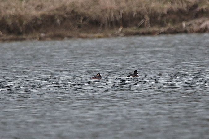 zausznik  - Marcin Kuźma