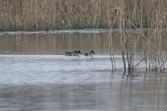 rożeniec  - Marcin Kuźma