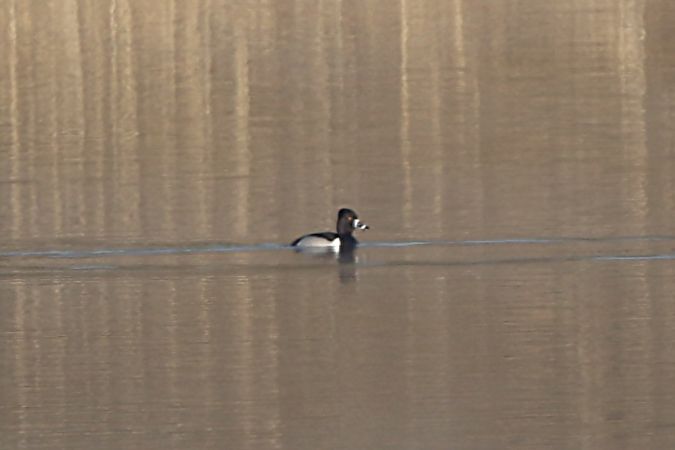 czerniczka  - Marcin Kuźma