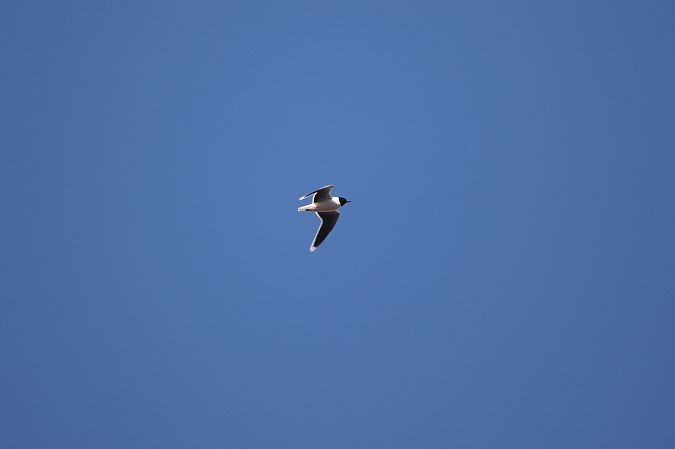 Zwergmöwe  - Marcin Kuźma