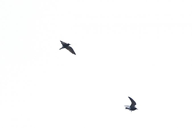 rybitwa czarna  - Marcin Kuźma