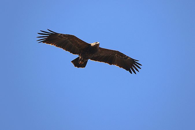 Schreiadler  - Marcin Kuźma