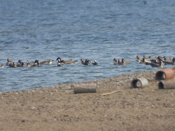bernikla białolica  - Katarzyna Laszkiewicz
