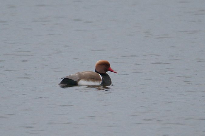 hełmiatka  - Aleksander Komorski