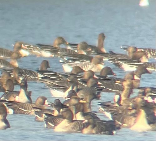 Kurzschnabelgans  - Krzysztof Lis