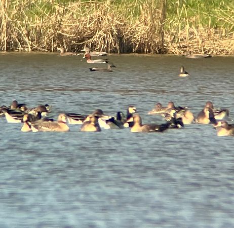 bernikla białolica  - Krzysztof Lis