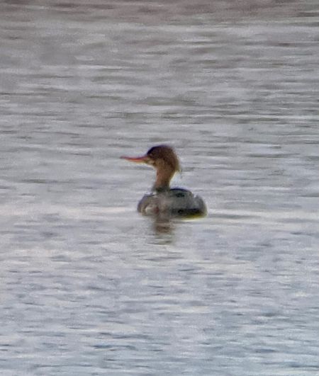 Mittelsäger  - Krzysztof Lis