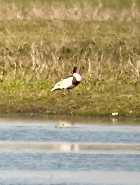 Brandgans  - Krzysztof Lis