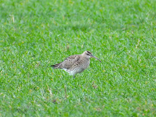 kulik mniejszy  - Krystian Sobota