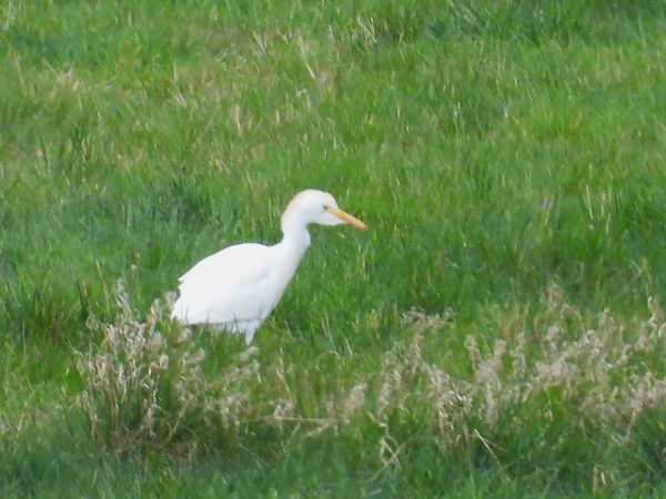 czapla złotawa  - Krystian Sobota