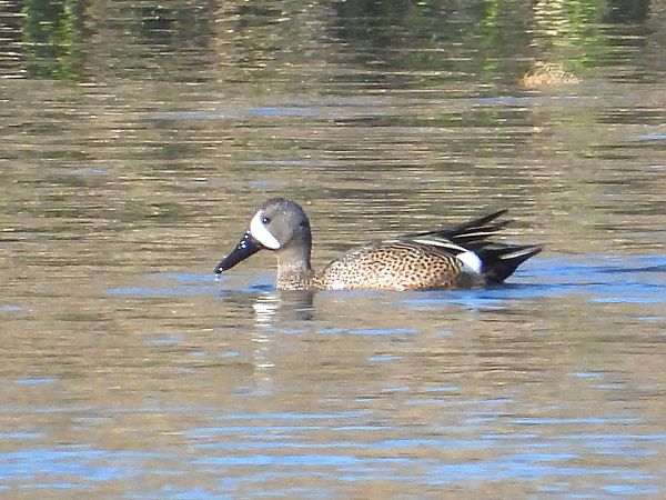 cyranka modroskrzydła  - Krystian Sobota