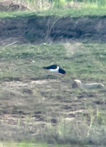 Austernfischer  - Paweł Ksit