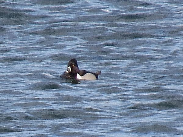 czerniczka  - Adam Ciosek