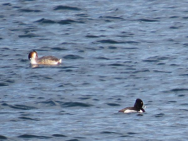 Ringschnabelente  - Adam Ciosek