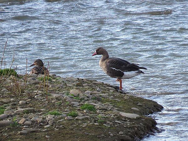 gęś białoczelna  - Adam Ciosek