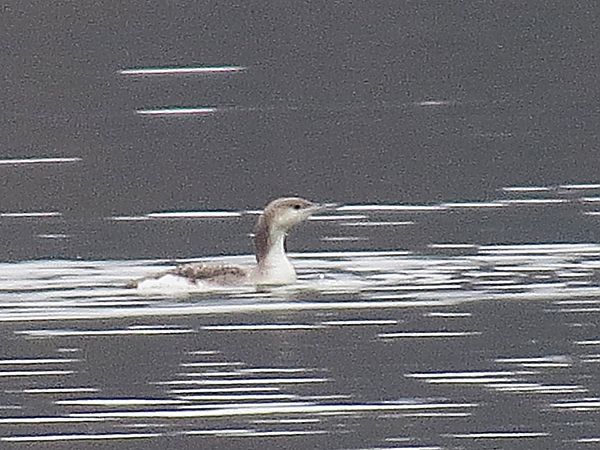 nur czarnoszyi  - Adam Ciosek