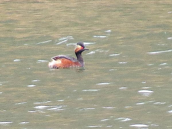 zausznik  - Adam Ciosek