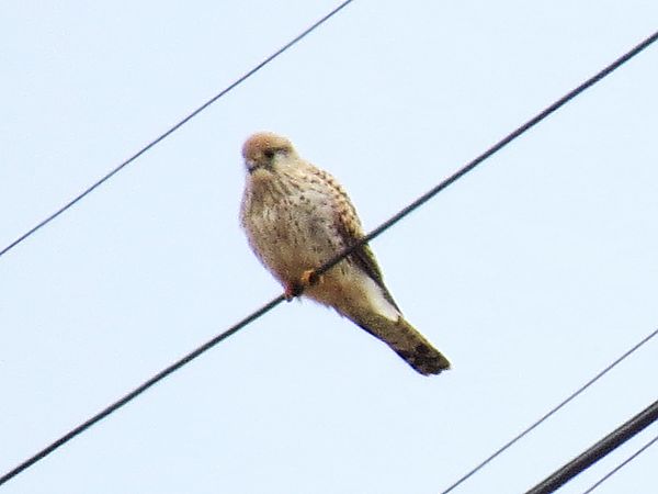 Turmfalke  - Adam Ciosek