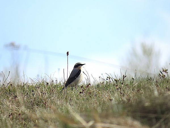 Steinschmätzer  - Adam Ciosek