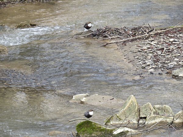 pluszcz  - Adam Ciosek