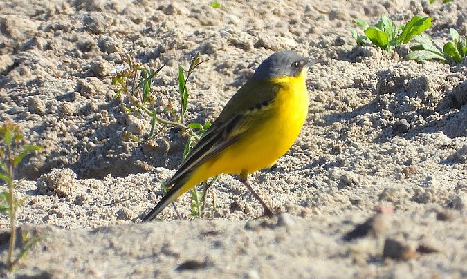pliszka żółta (tundrowa, ssp. thunbergi)  - Demianiuk Marzanna