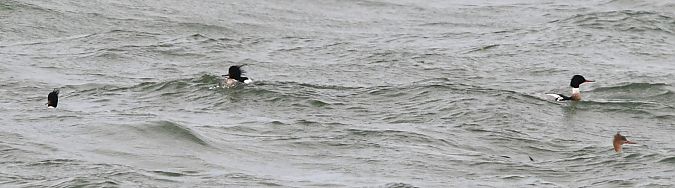 szlachar  - Rafał Berger