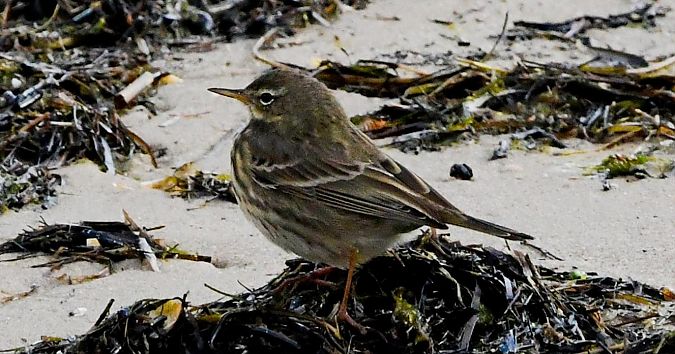 świergotek nadmorski  - Rafał Berger