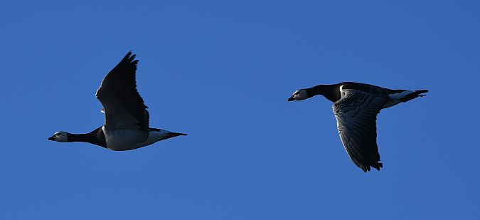 bernikla białolica  - Rafał Berger