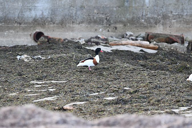 Brandgans  - Rafał Berger