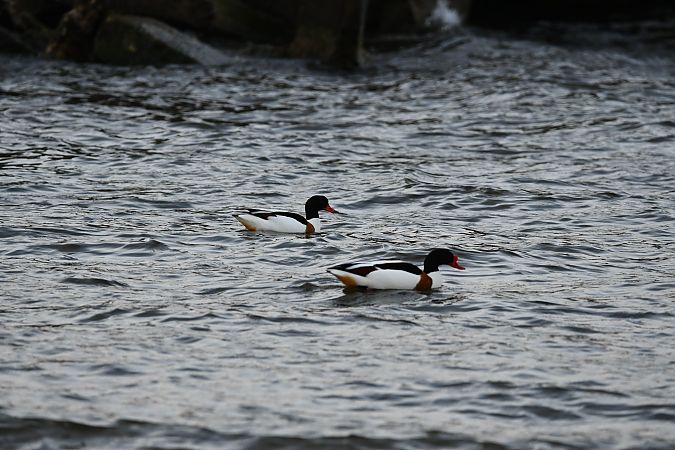 Brandgans  - Rafał Berger