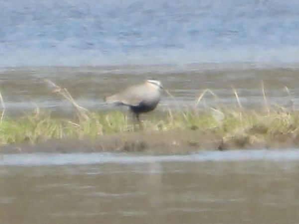 Vanneau sociable  - Rafał Berger