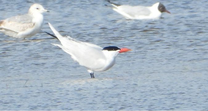 rybitwa wielkodzioba  - Rafał Berger